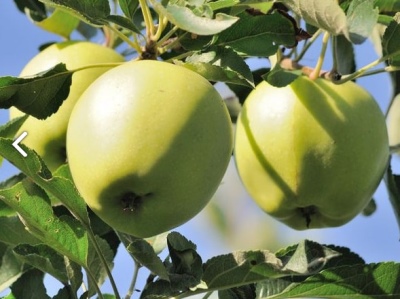 Æbletræ Arkad