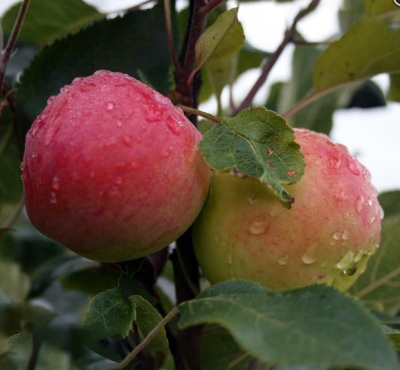 Apple tree fragrant