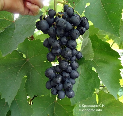 Attica grapes