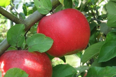Apple tree Auxis