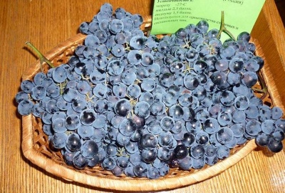 August grapes