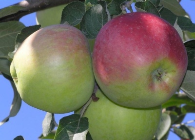 Apple tree of August