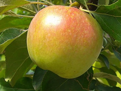 التفاح شجرة البلطيق