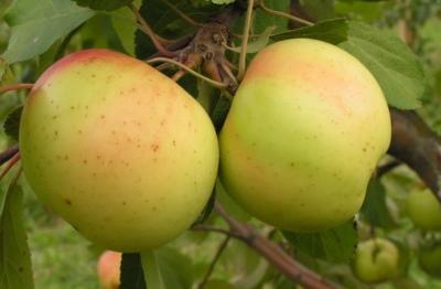 Manzana platano