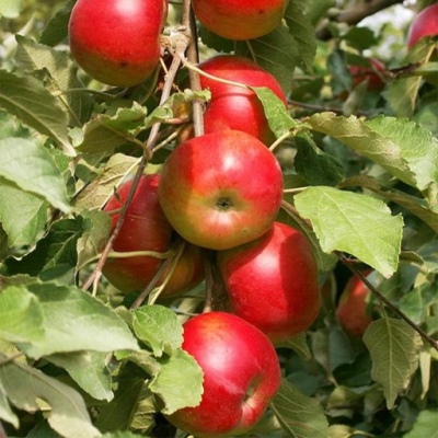 Søjleformet æbletræ Barguzin