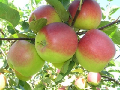 Æbletræ Bashkir skønhed