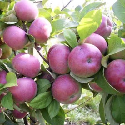 Æbletræ Bayan