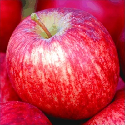 Æbletræ Bellefleur Kitayka