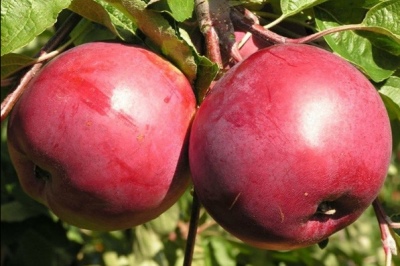 Apfelbaum belarussische Süße