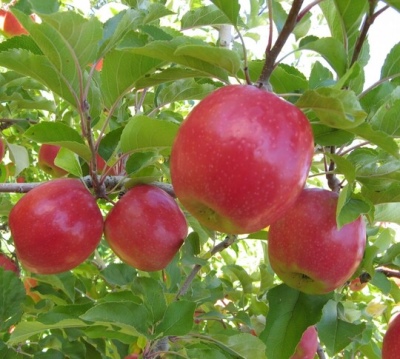 Apple-tree Berkutovskoe