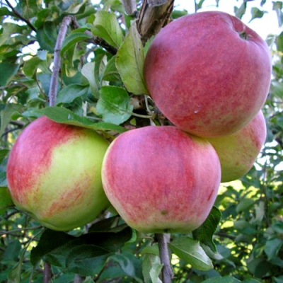 شجرة التفاح بيسيميانكا ميتشورينسكايا