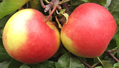 Æbletræ Gode nyheder