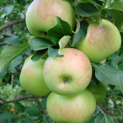 شجرة التفاح بوغاتير