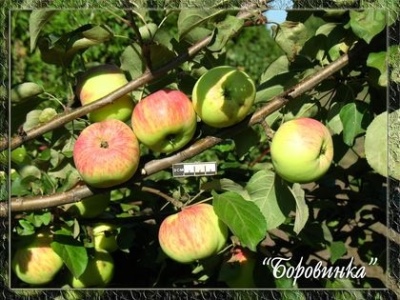 شجرة التفاح Borovinka
