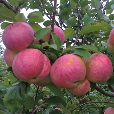 Apple tree Bratchud