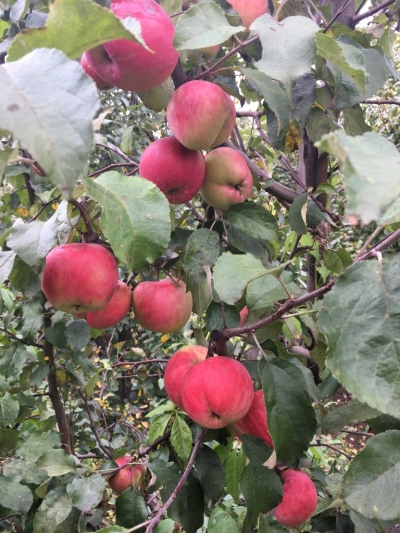 Apfelbaum Preiselbeere