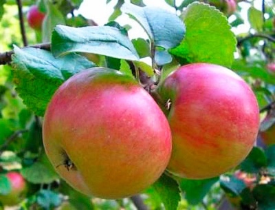 ورق شجرة التفاح