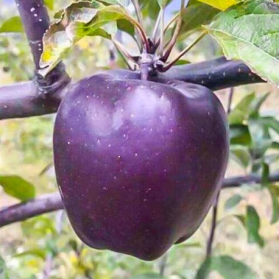 شجرة التفاح الأسود الماس