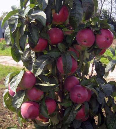 Søjleformet æbletræ Chervonets