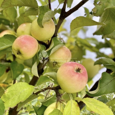 شجرة التفاح Dachnaya