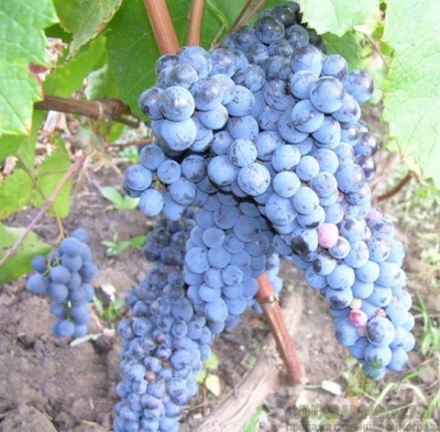 Far Eastern grapes