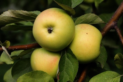 Apple tree Danila