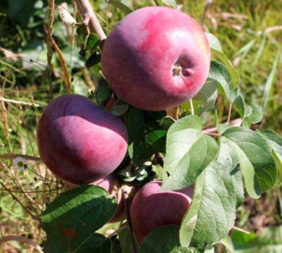 Apfelbaum Darunok