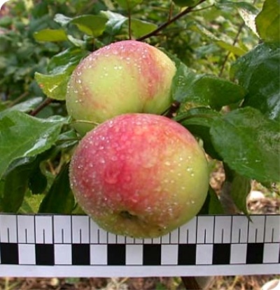 التفاح شجرة Dessertnoe Isaeva