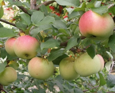 Æbletræ baby