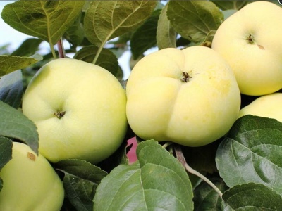 Äppelträd Dotter Papirovka