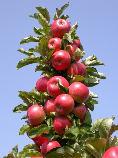 Säulenförmiger Apfel Jin
