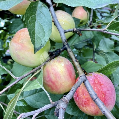 Æbletræ skærm