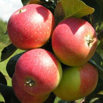 Apple-tree Elena