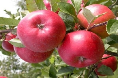 مشروع شجرة التفاح