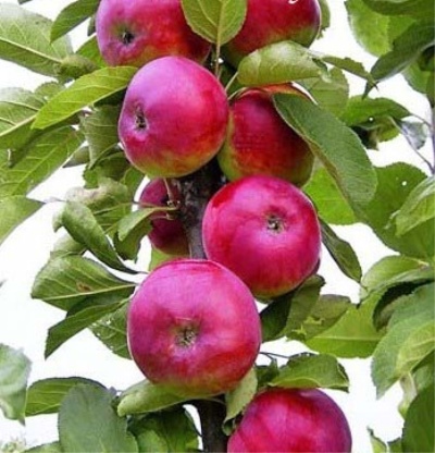 De zuilvormige appelboom van Yesenia