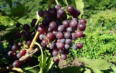 Violet early grape