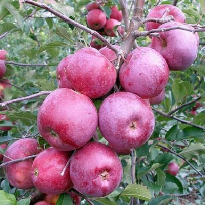 شجرة التفاح فلورينا