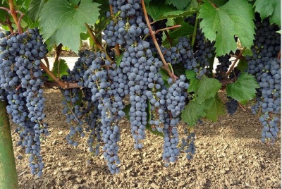 Frontignac grape