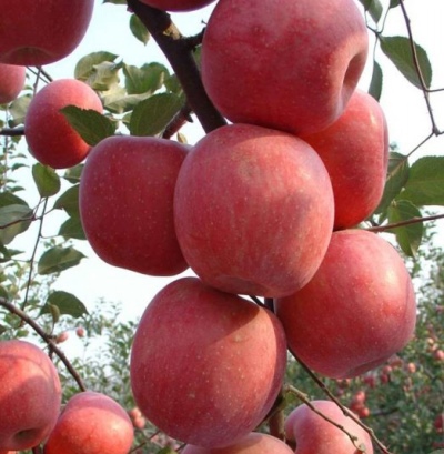 شجرة التفاح فوجي