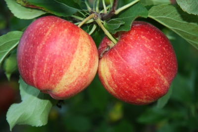 Æbletræ galla