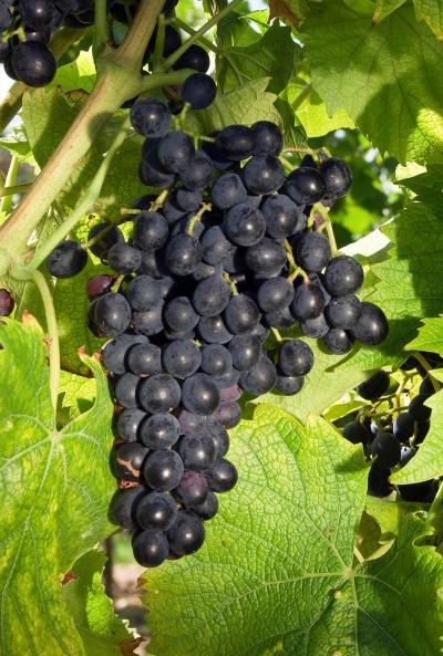 Galante grape