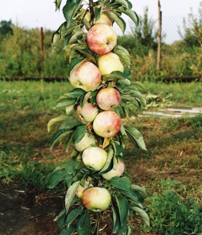 Säulenförmige Apfelgirlande
