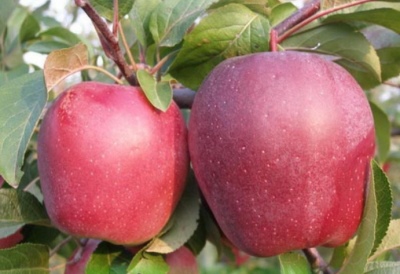 شجرة التفاح جلوستر