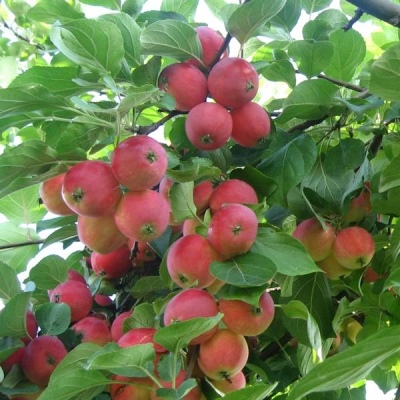شجرة التفاح Gornoaltaiskoe