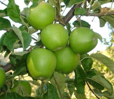 شجرة التفاح جراني سميث
