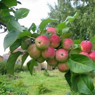 شجرة التفاح Grushovka موسكو