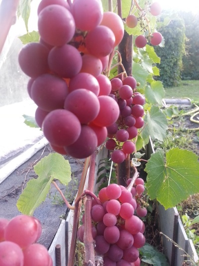 Guna-druiven