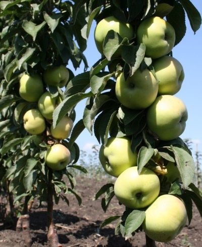 Iksha zuilvormige appelboom
