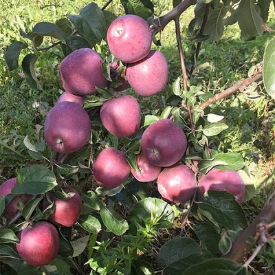 Apple tree Imant