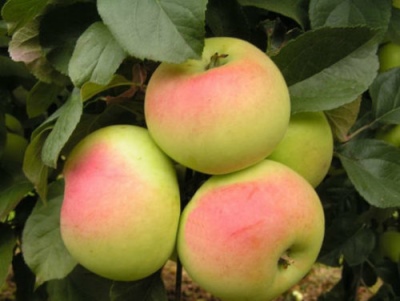 Apple tree Imrus